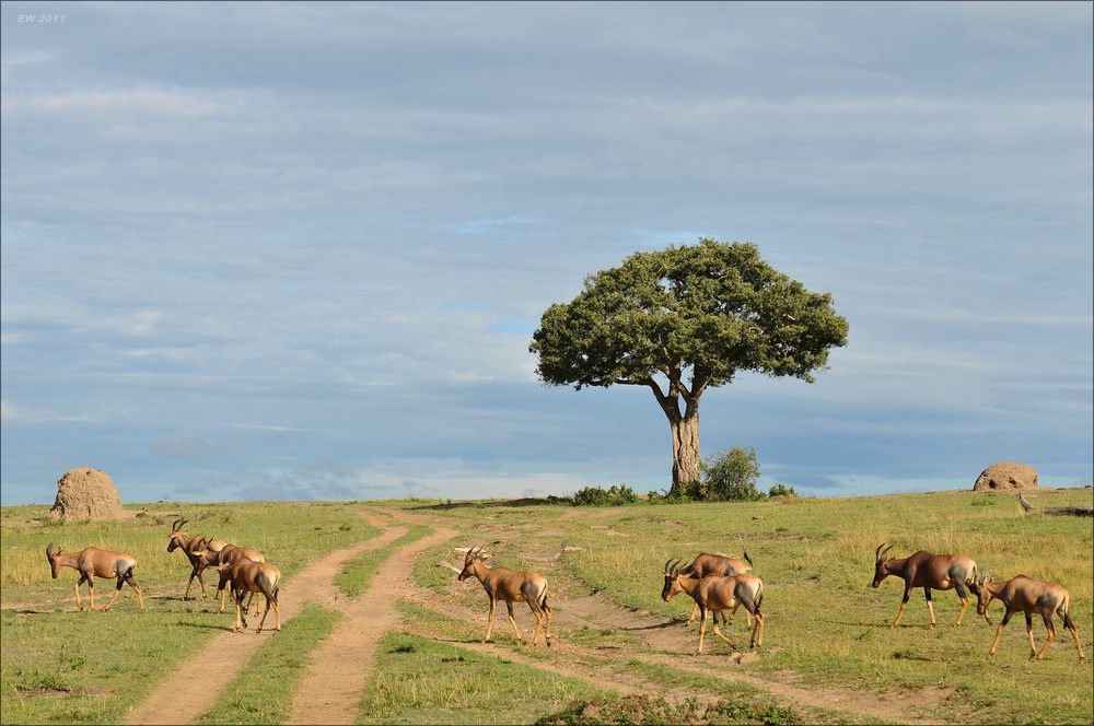 acomp Kenia 20111015 12014
