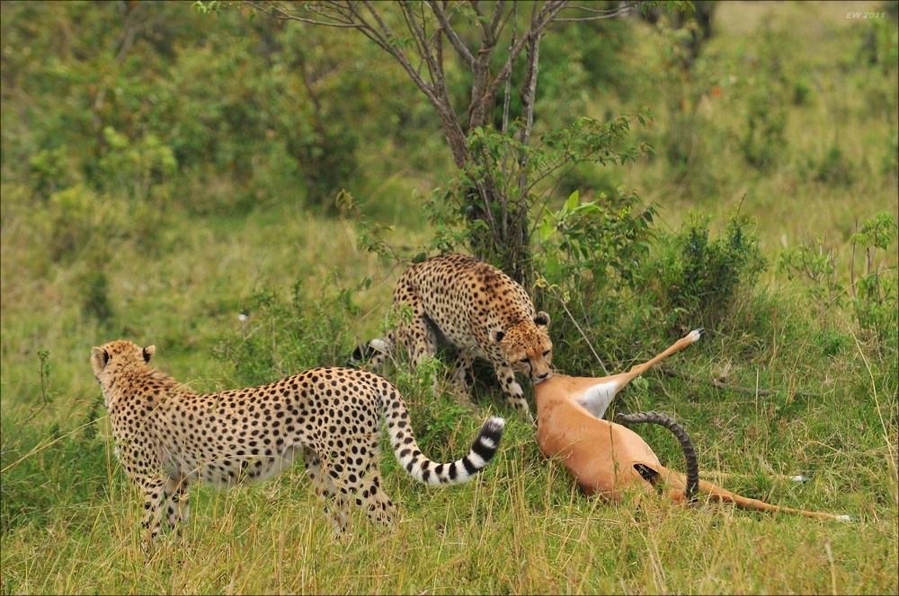 acomp Kenia 20111015 12327