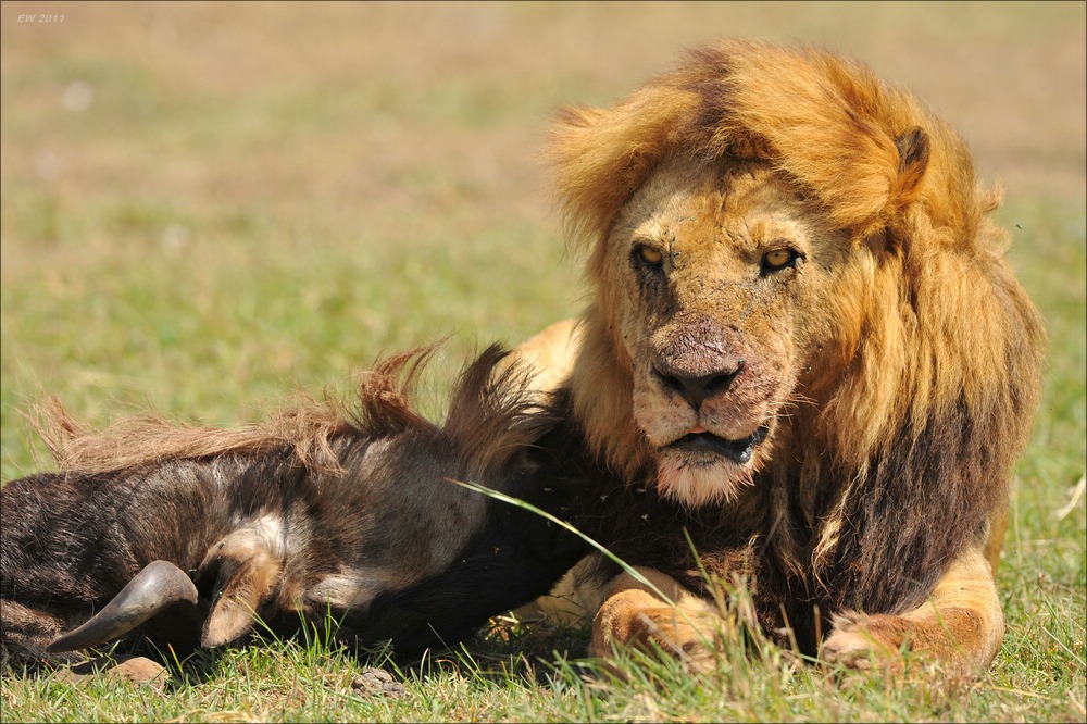 acomp Kenia 20111016 13527