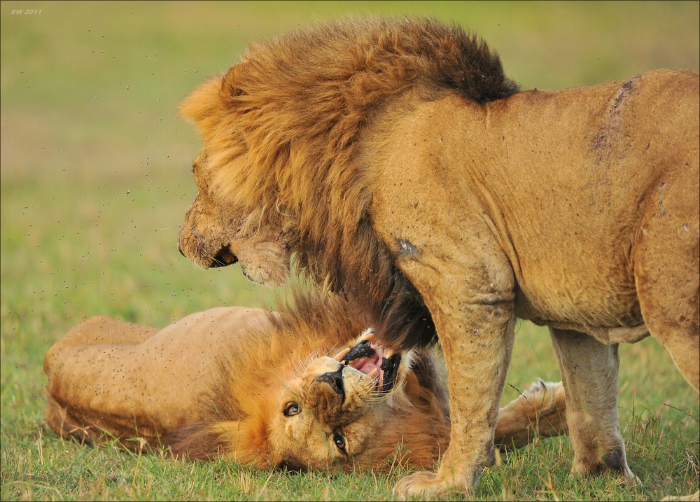 acomp Kenia 20111016 15043
