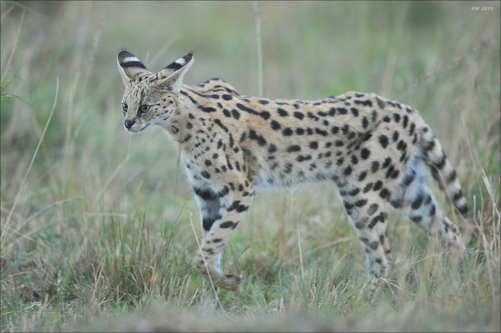 acomp Kenia 20111017 17035