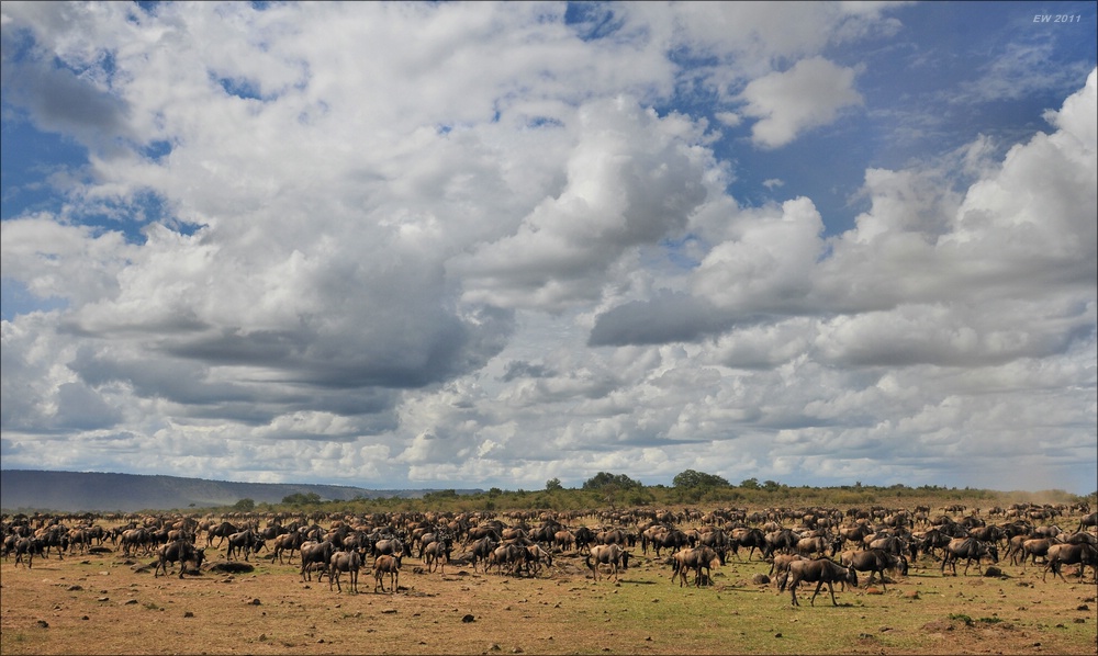 acomp Kenia 20111017 17218