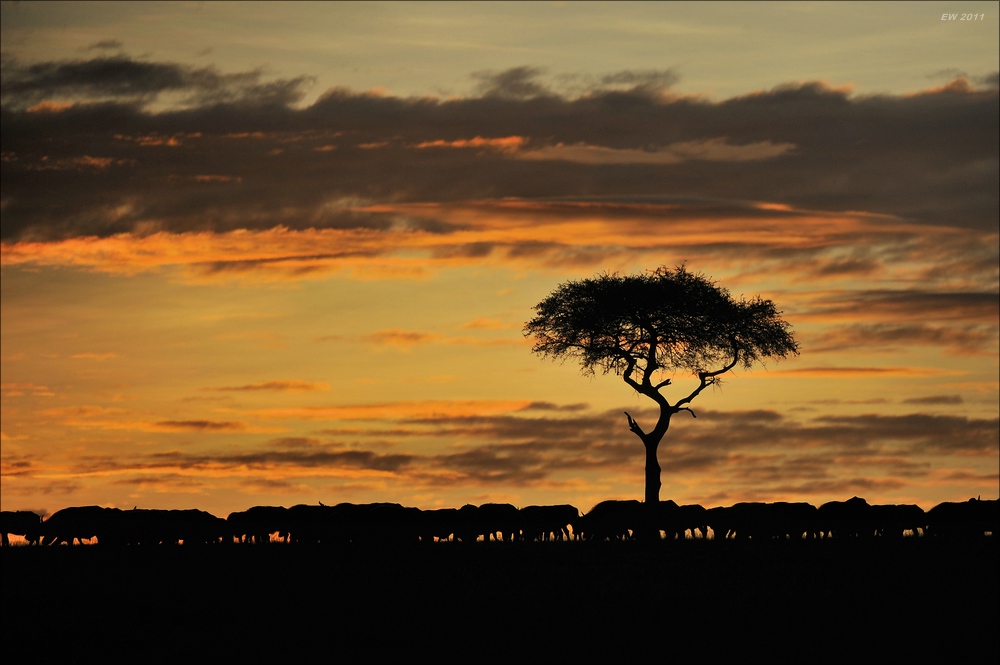 acomp Kenia 20111018 17393