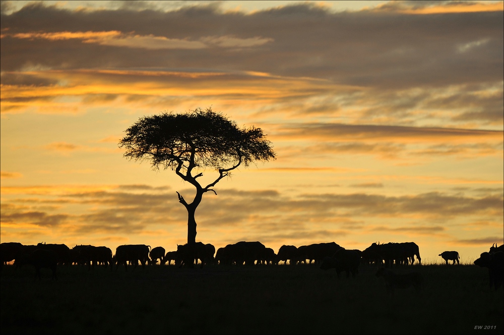acomp Kenia 20111018 17409