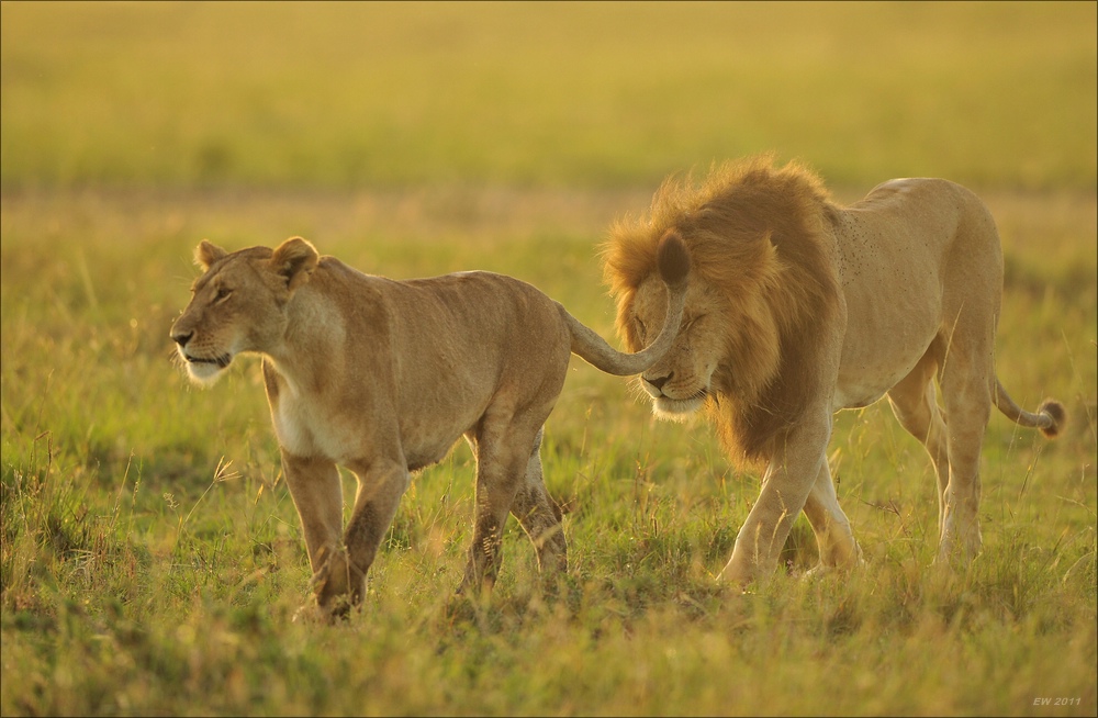 acomp Kenia 20111018 17523