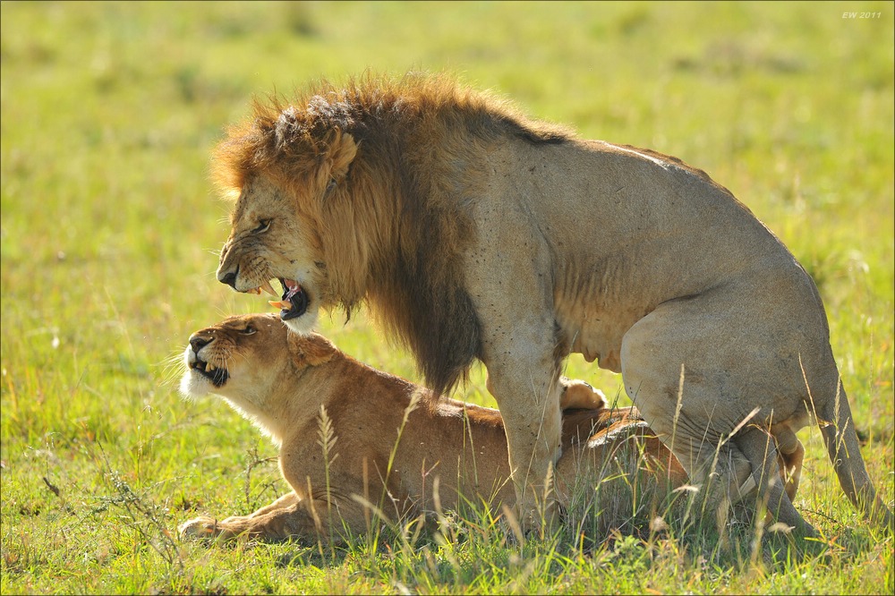 acomp Kenia 20111018 17807