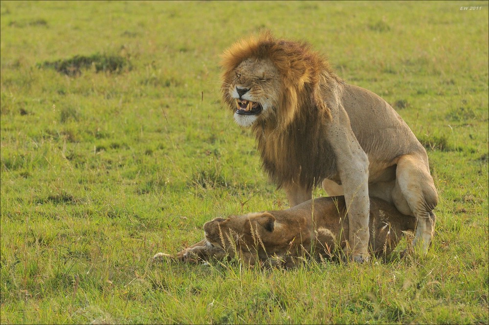 acomp Kenia 20111018 19316