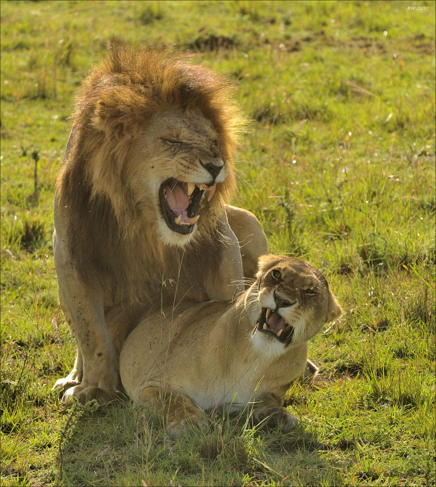 acomp Kenia 20111018 19411a