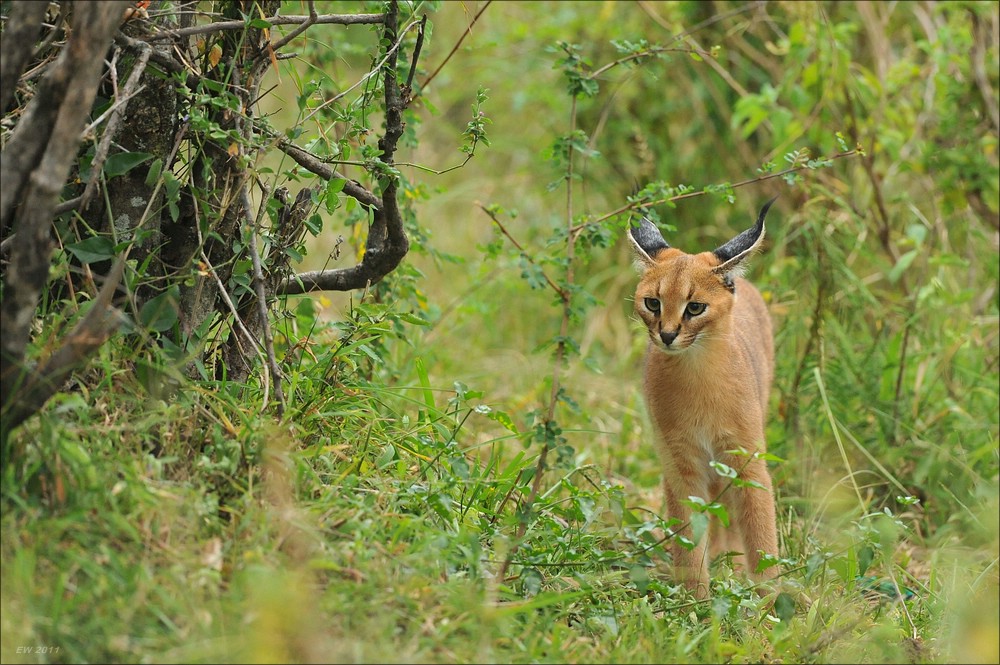 acomp Kenia 20111018 20627