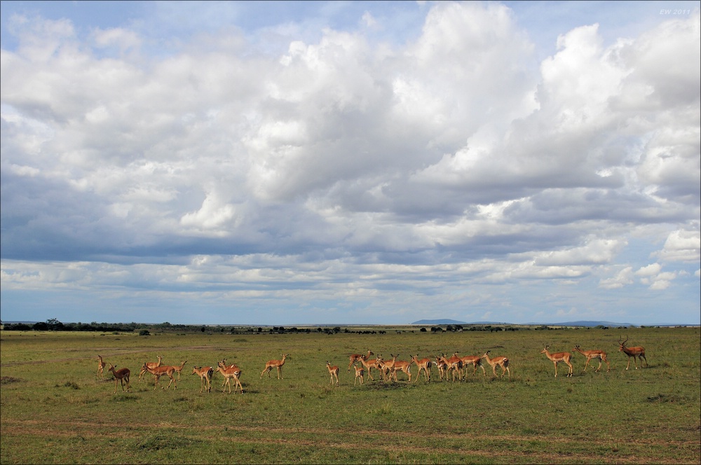 acomp Kenia 20111018 20746