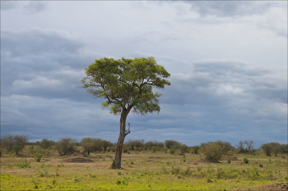 acomp Kenia 20111018 20881