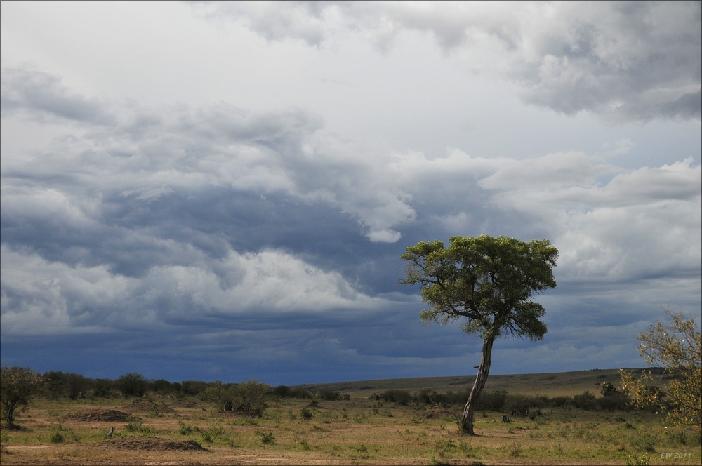 acomp Kenia 20111018 20886