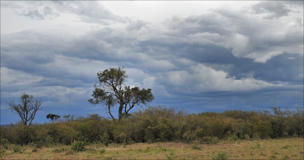 acomp Kenia 20111018 20894