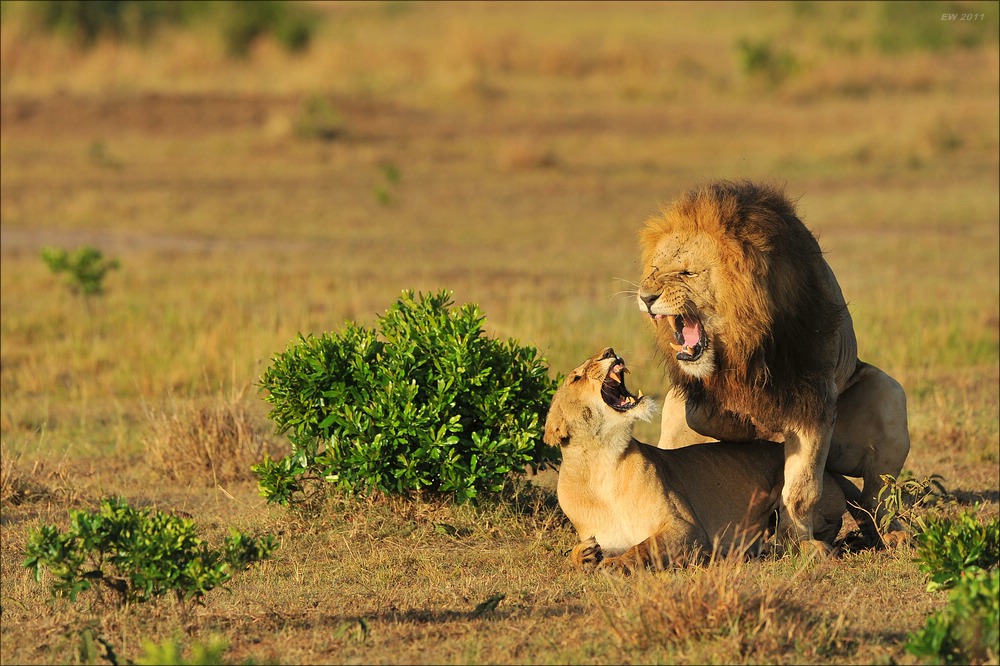 acomp Kenia 20111019 21568