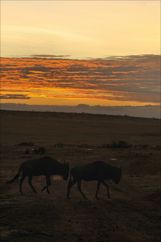 acomp Kenia 20111020 26013