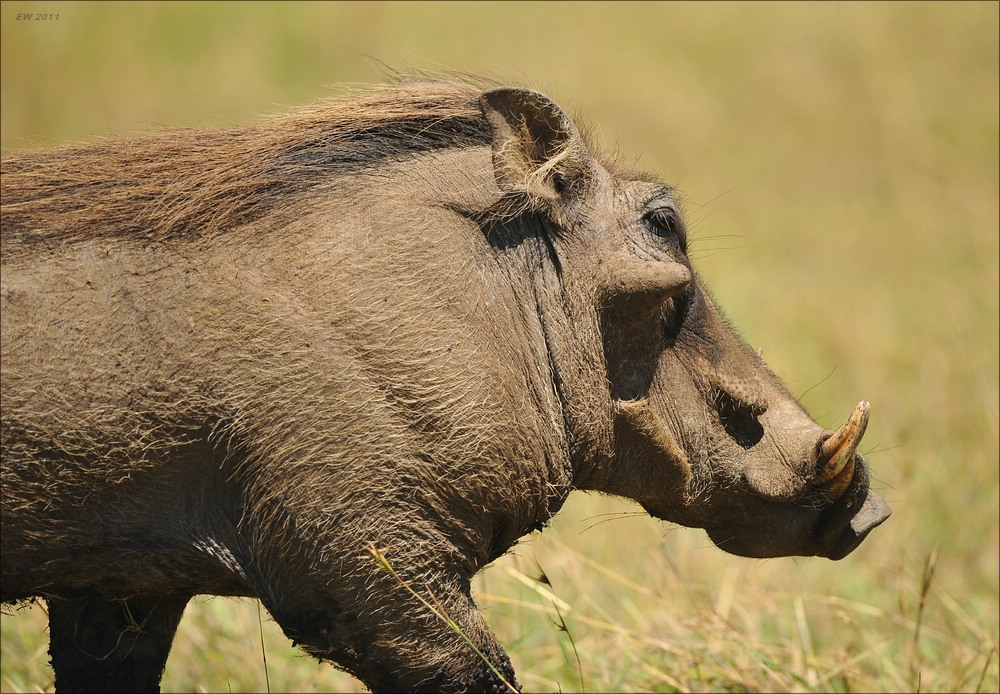 acomp Kenia 20111021 28369
