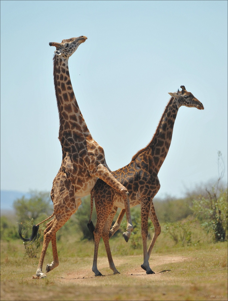 acomp Kenia 20111021 28574