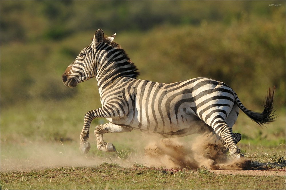 acomp Kenia 20111021 28947