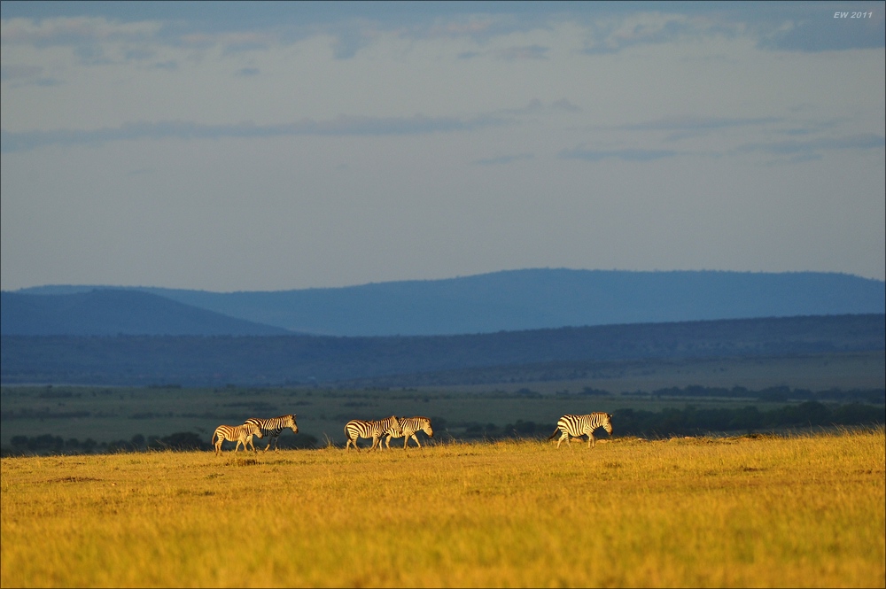 acomp Kenia 20111021 29075