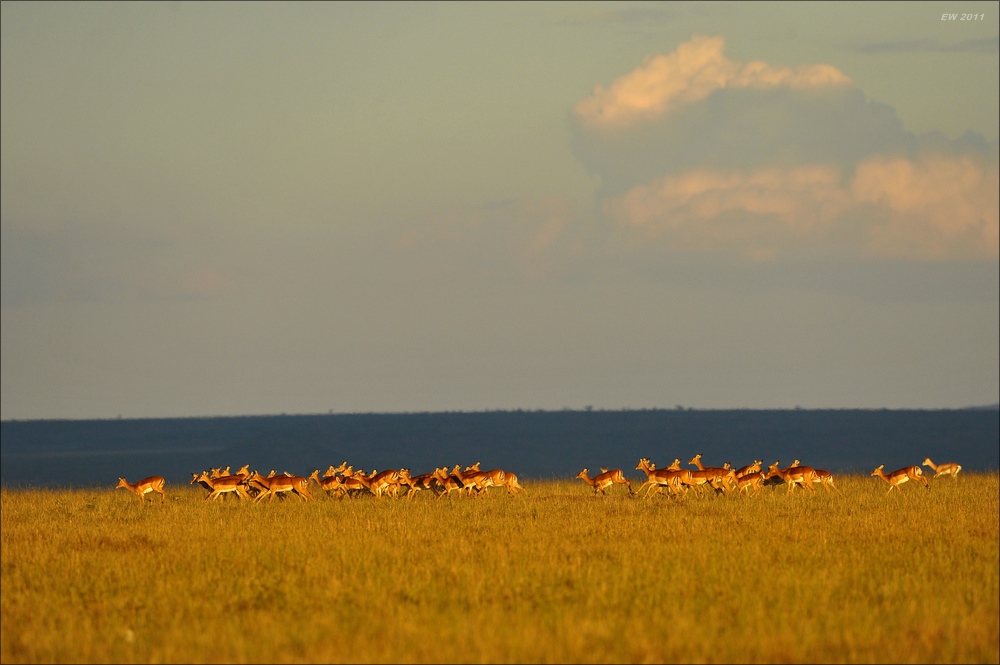 acomp Kenia 20111021 29111