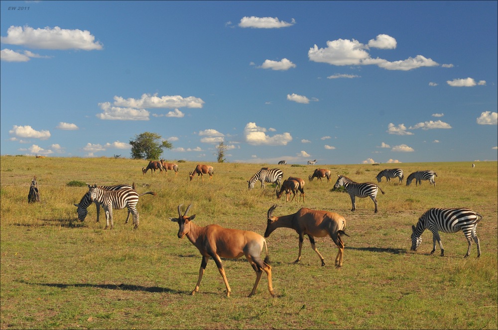 acomp Kenia 20111021 29285