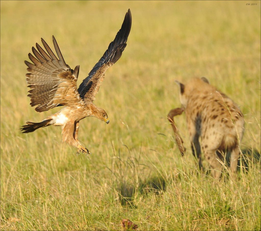 acomp Kenia 20111022 29838a