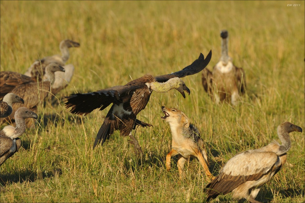 acomp Kenia 20111022 29996
