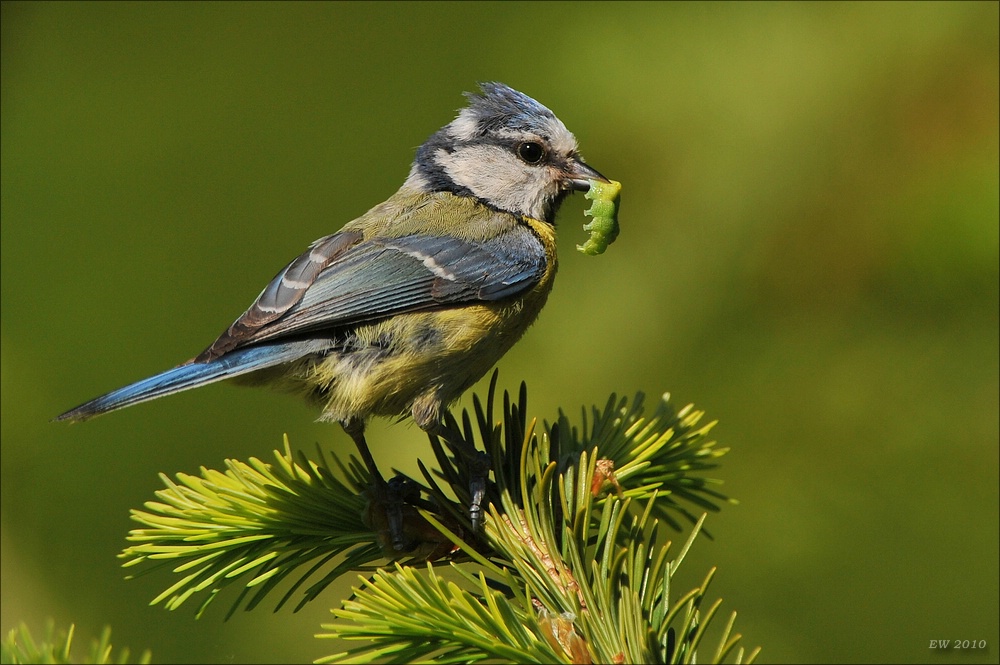 acomp meise 3 0821