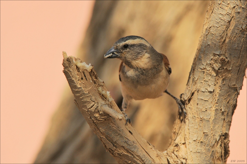 acomp Namibia 09 02128