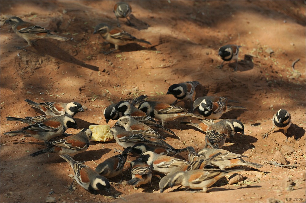 acomp Namibia 09 02220