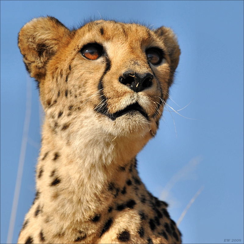 acomp Namibia 09 08157