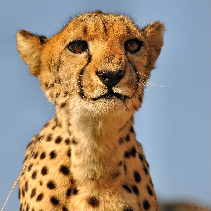 acomp Namibia 09 08208