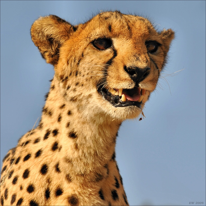 acomp Namibia 09 08221