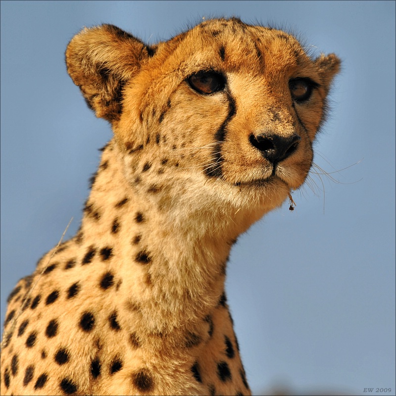 acomp Namibia 09 08222