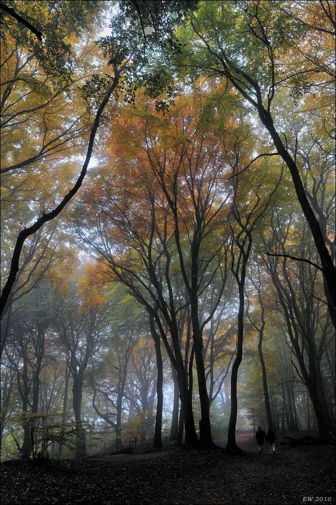 acomp nebel 0341