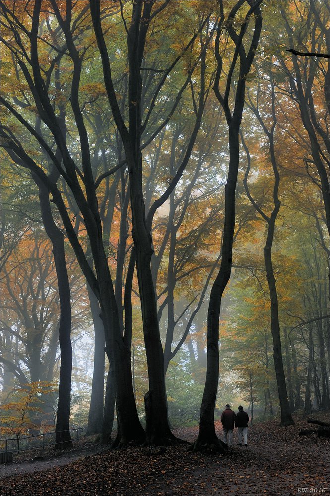 acomp nebel 0343