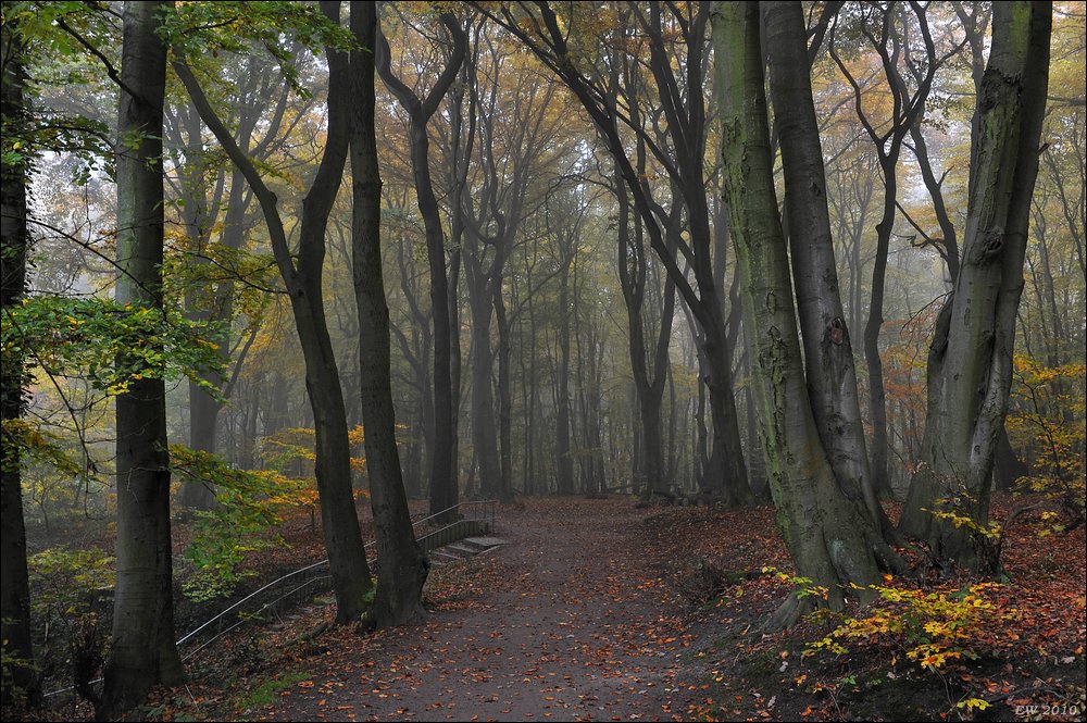 acomp nebel 0361