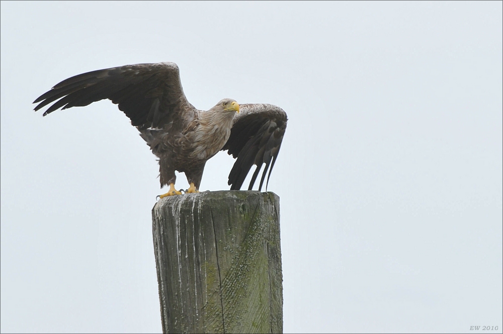 acomp usedom 0307b