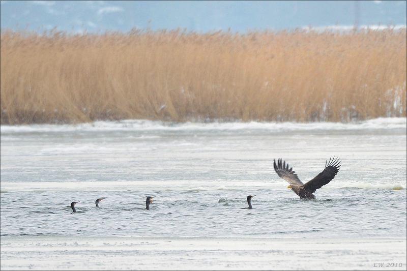 acomp usedom 0412