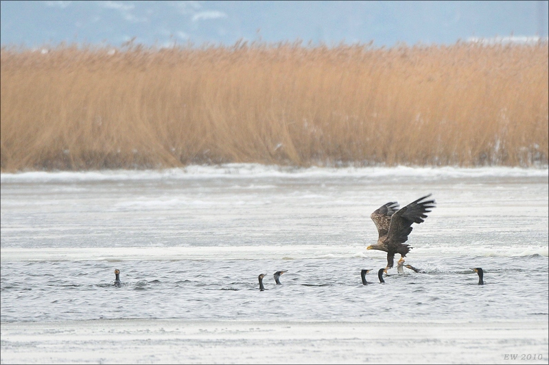 acomp usedom 0421