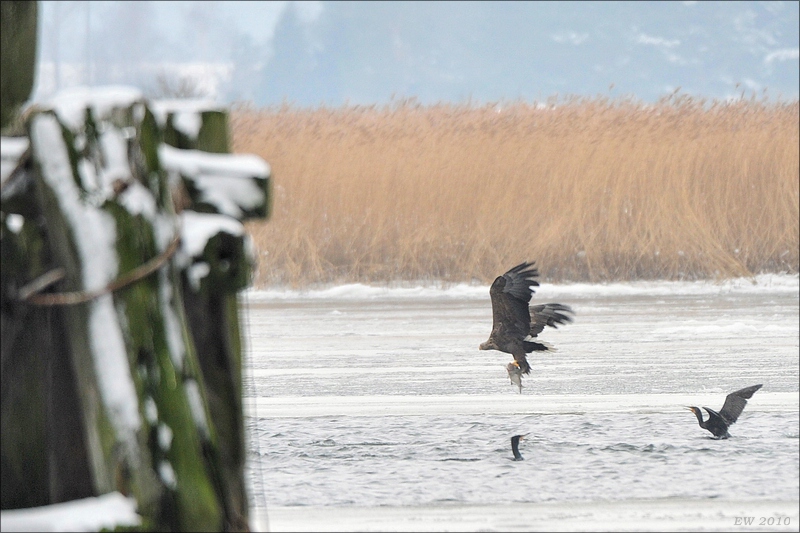 acomp usedom 0427