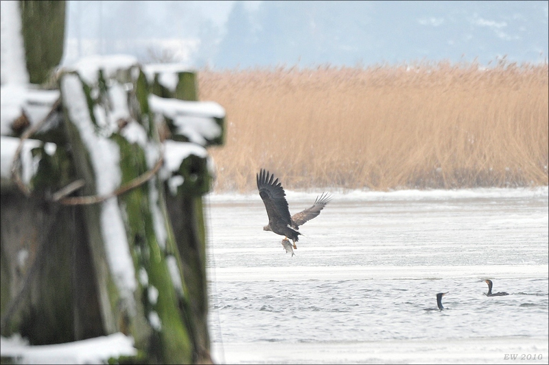 acomp usedom 0428