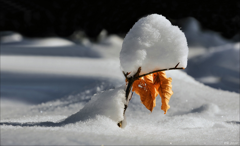 acomp winter rissen 0895a