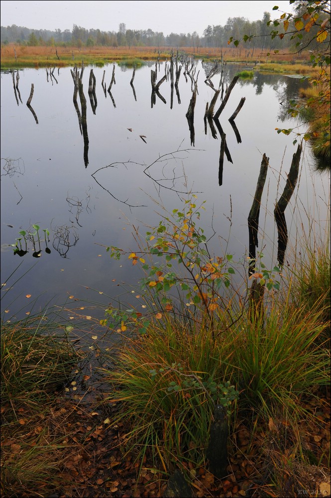 acomp wittmoor 0071