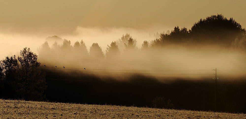 Addasnäs morgondimma 3 NFF