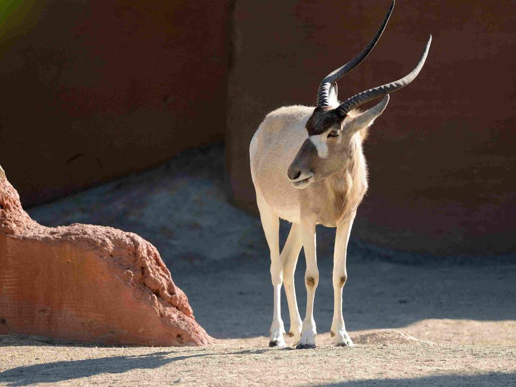 Addax-Antilope