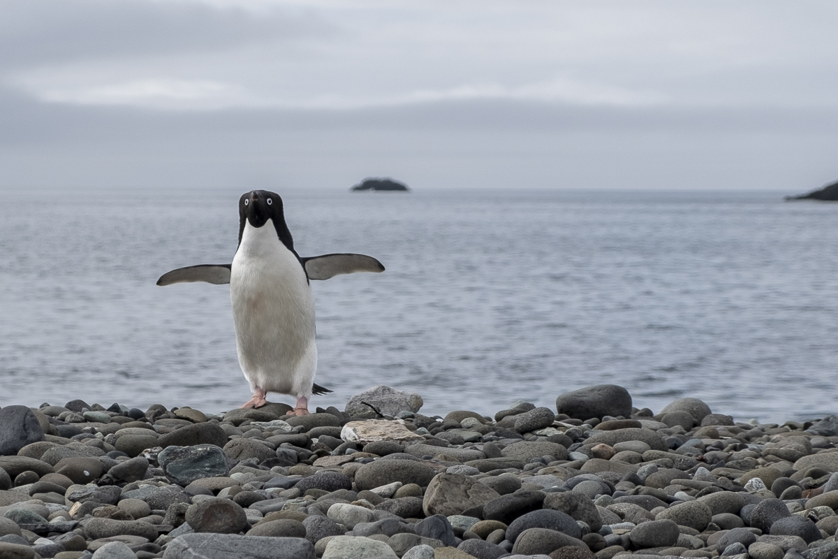 Adeliepinguin