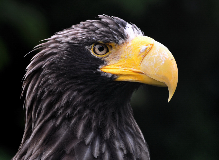 Adler 1