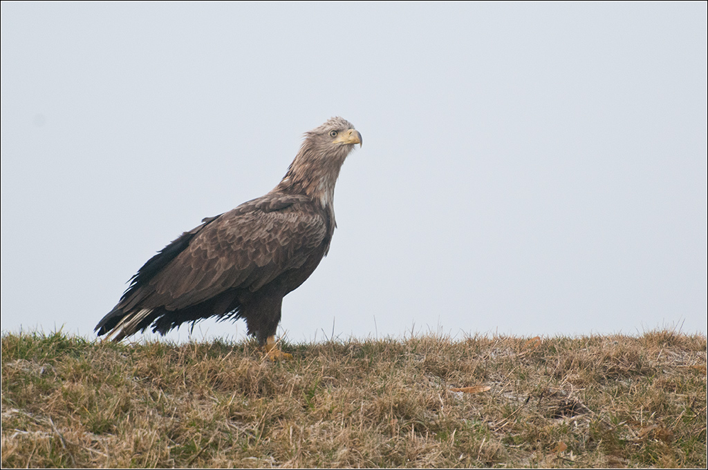 Adler 1