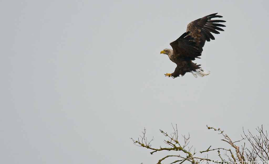 Adler 121117 08